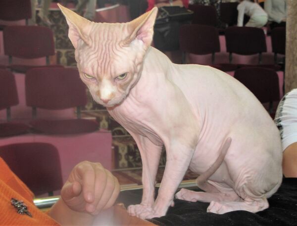 Породистый кот - Sputnik Узбекистан