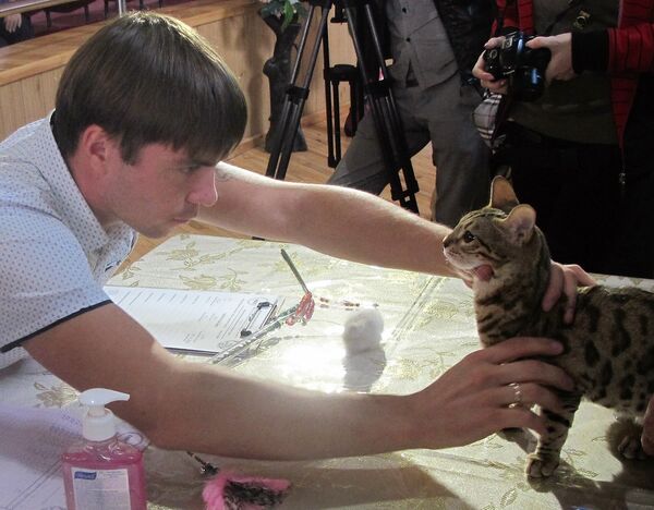 Выставка кошек Осенний Кошкент - Sputnik Узбекистан