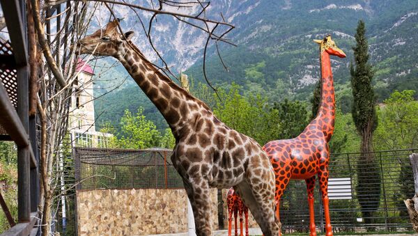 Жираф в зоопарке - Sputnik Узбекистан