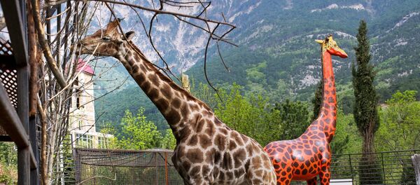 Жирафа - Sputnik Ўзбекистон