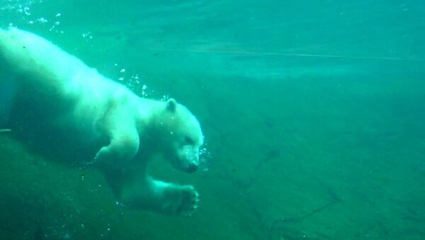 Ледяная ванна и купание: как белая медведица развлекается в зоопарке Орегона - Sputnik Узбекистан