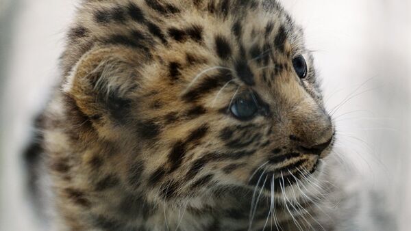 Desyat novыx kotyat leoparda zamecheno v natsionalnom parke RF - Sputnik Oʻzbekiston