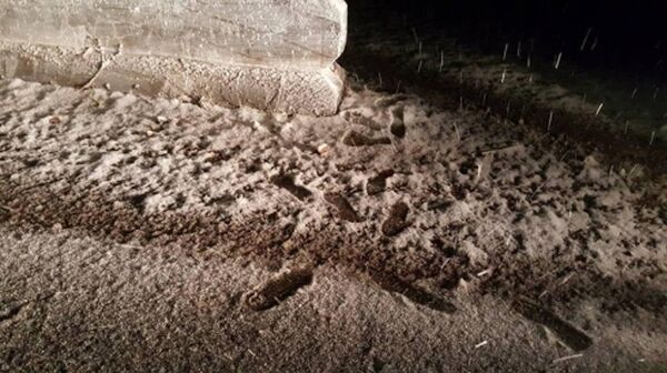 В Узбекистане выпал первый снег - Sputnik Узбекистан