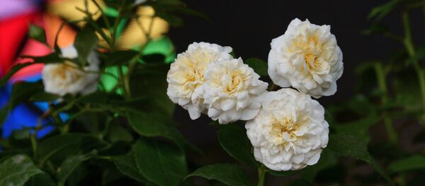 Цветы на выставке садоводства Цветы на выставке садоводства - Sputnik Узбекистан