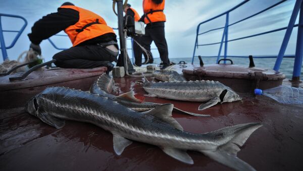 Рыба на палубе корабля береговой охраны - Sputnik Узбекистан