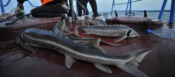 Рыба на палубе корабля береговой охраны - Sputnik Узбекистан