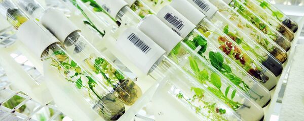 Растения в пробирках - Sputnik Узбекистан