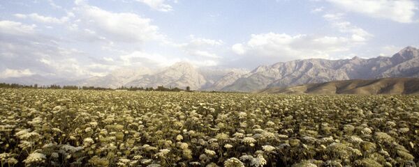 Ферганская долина в Узбекистане Ферганская долина в Узбекистане - Sputnik Узбекистан