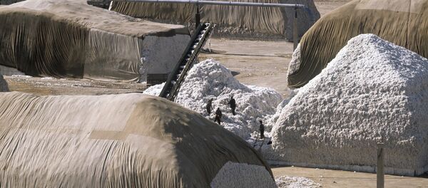 хлопкозаготовительный пункт - Sputnik Узбекистан