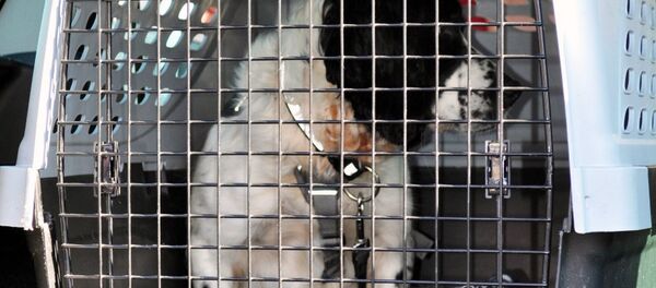 Собака в клетке Собака в клетке - Sputnik Узбекистан