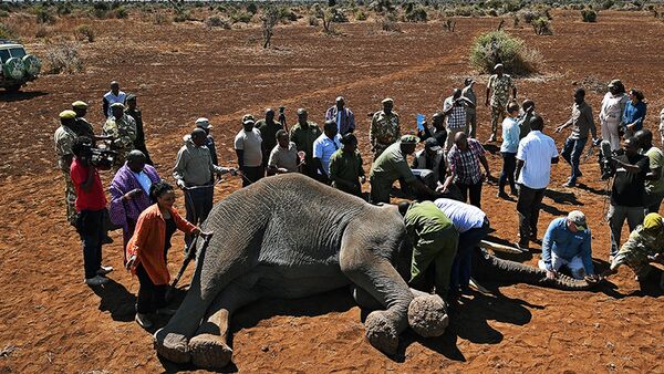 Усыпленный слон в Кении - Sputnik Узбекистан