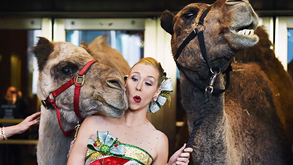 Верблюд толкнул участницу мюзикла во время репетиции - Sputnik Узбекистан