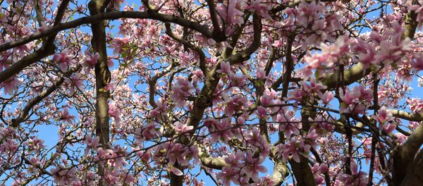 Олча гуллаши Олча гуллаши - Sputnik Ўзбекистон