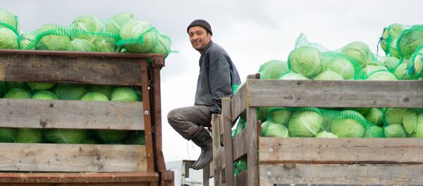 Погрузка урожая капусты - Sputnik Узбекистан