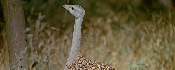 Дрофа - Sputnik Узбекистан