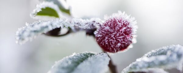 Қиров - Sputnik Ўзбекистон