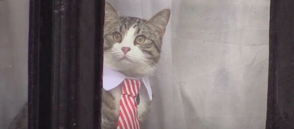 СПУТНИК_Кот из окна посольства Эквадора следил за репортерами во время допроса Ассанжа - Sputnik Узбекистан