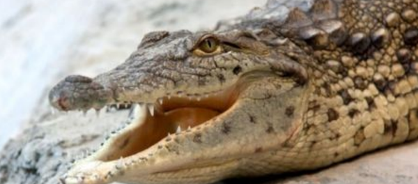 Крокодил в Ташкентском зоопарке - Sputnik Узбекистан