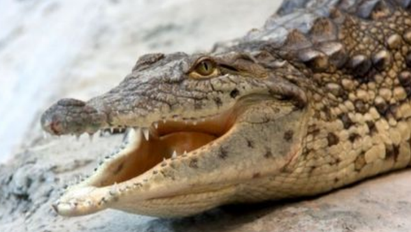 Крокодил в Ташкентском зоопарке - Sputnik Узбекистан