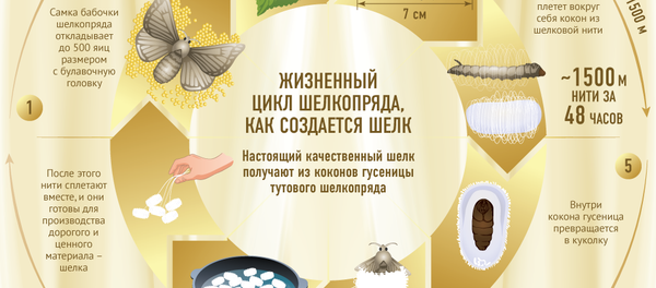 Как рождается маргиланский шелк Как рождается маргиланский шелк - Sputnik Узбекистан