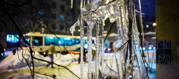 Дарахт шоҳларидаги сумалаклар Дарахт шоҳларидаги сумалаклар - Sputnik Ўзбекистон