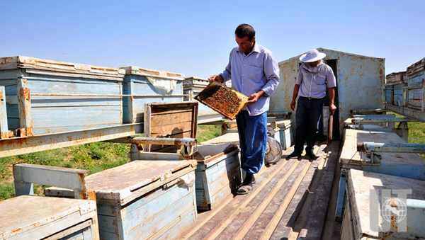 В Фергане открылся центр пчеловодства с научной лабораторией - Sputnik Узбекистан