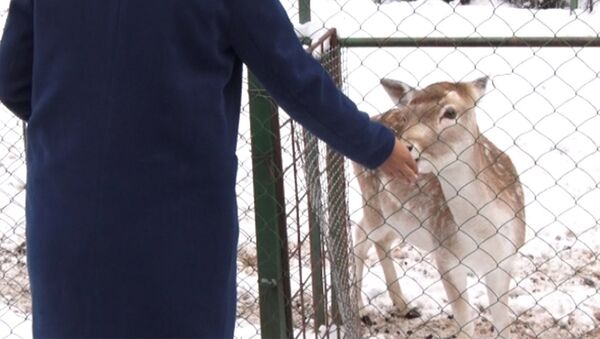 Глава каракольского зоопарка: денег нет — страдают животные и сотрудники - Sputnik Узбекистан