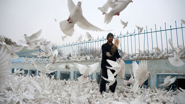 Мужчина кормит голубей - Sputnik Узбекистан