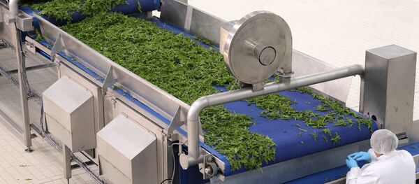 Salat mahsulotlarini qayta ishlash zavodi Salat mahsulotlarini qayta ishlash zavodi - Sputnik O‘zbekiston