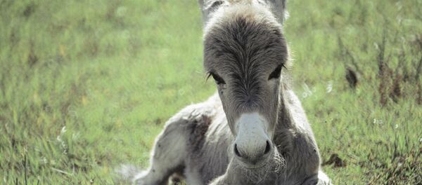 Ослик - Sputnik Узбекистан