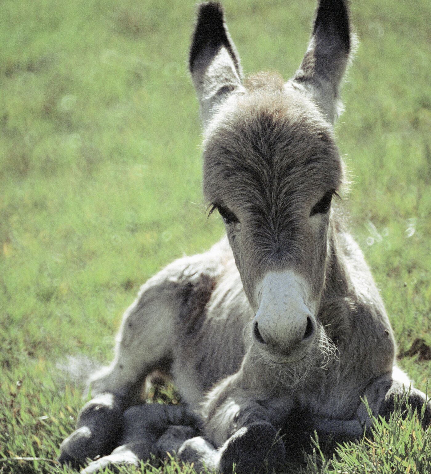 Porno xloroform bilan uyquga qoydi