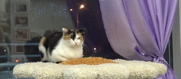 КОТЫ - Sputnik Узбекистан