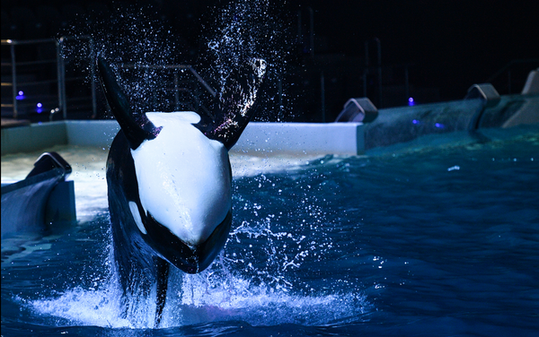 Новогодняя сказка в Москве: Дед Мороз, дельфины и косатки Новогодняя сказка в Москве: Дед Мороз, дельфины и косатки - Sputnik Узбекистан