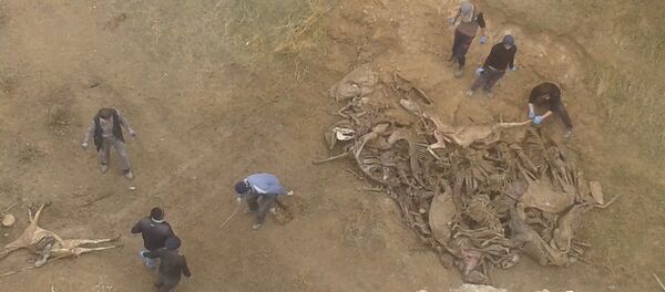 Самарқандда эшаклар гўристони йўқ қилинмоқда Самарқандда эшаклар гўристони йўқ қилинмоқда - Sputnik Ўзбекистон