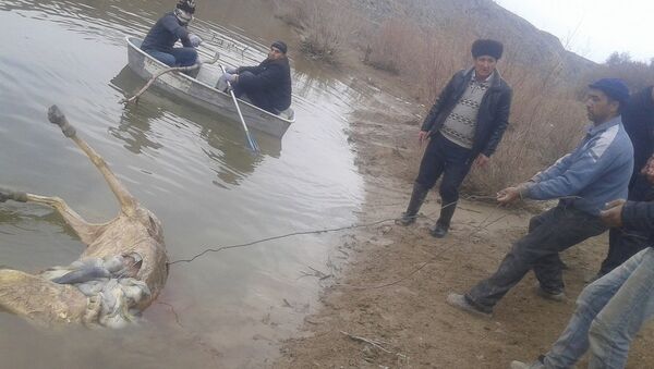 Устранение ослиного могильника у водоема в Самарканде - Sputnik Узбекистан