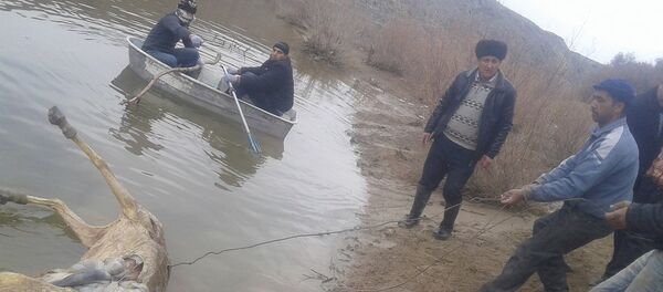 Устранение ослиного могильника у водоема в Самарканде Устранение ослиного могильника у водоема в Самарканде - Sputnik Узбекистан