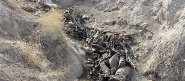 Самарқандда эшаклар қабристонини вужудга келтирганлар устидан суд бўлди Самарқандда эшаклар қабристонини вужудга келтирганлар устидан суд бўлди - Sputnik Ўзбекистон