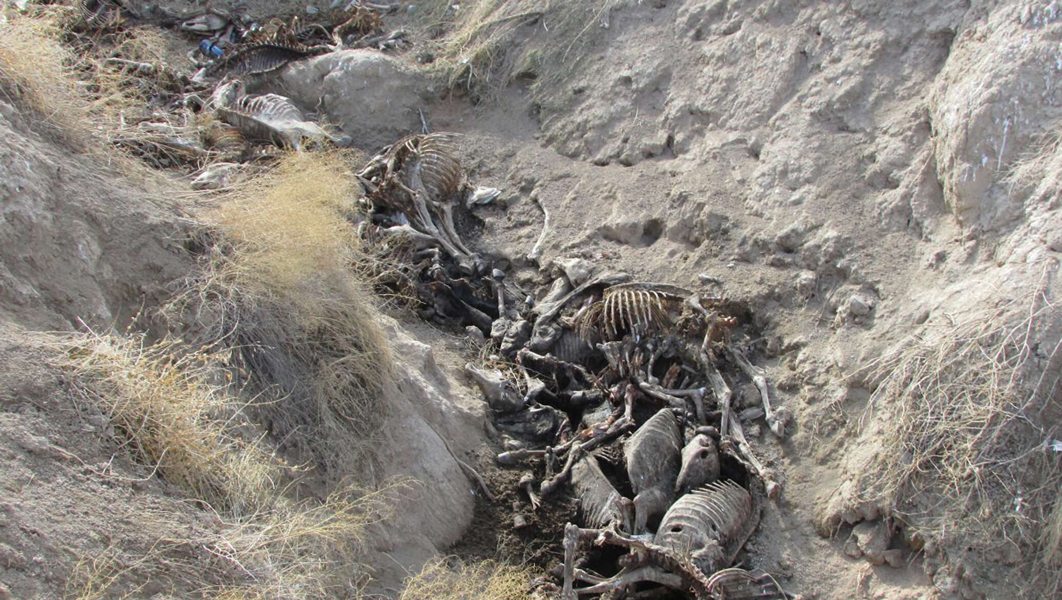 самарканд архитектура университеты. выжить в самарканде кого выгнали сегодня. самаркандские цыгане. выжить в самарканде кого выгнали сегодня. узбекистан самарканд блогер.