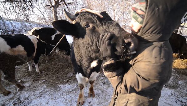 Спутник_Подарки в день рождения для коров, или Как выглядит приют для скота в Казани - Sputnik Узбекистан