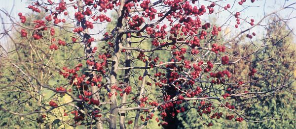 Плоды боярышника - Sputnik Узбекистан