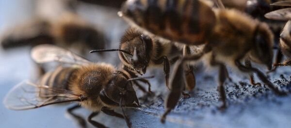 Пасека - Sputnik Узбекистан
