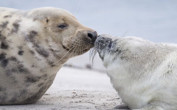Серые тюлени на острове Гельголанд в Северном море - Sputnik Узбекистан