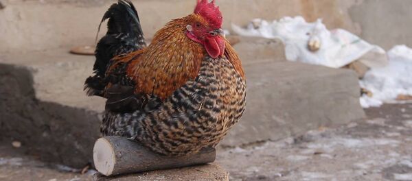 Армянский фермер рассказал о характере символа 2017 года – петуха Армянский фермер рассказал о характере символа 2017 года – петуха - Sputnik Ўзбекистон