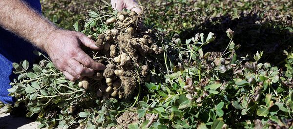 Уборка арахиса Уборка арахиса - Sputnik Узбекистан