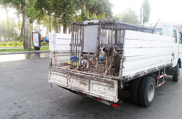 Бродячие собаки в грузовике - Sputnik Узбекистан