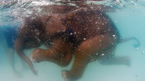 Слоненок плавает в бассейне - Sputnik Узбекистан