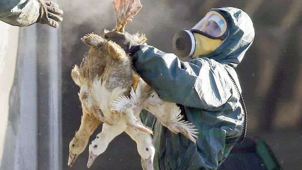 Мужчина держит уток, зараженных вирусом птичьего гриппа - Sputnik Узбекистан