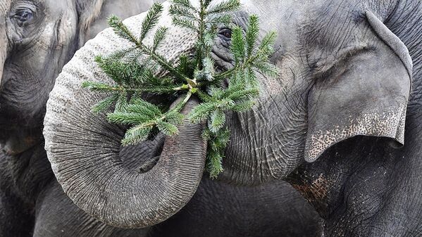 Слон держит рождественскую елку - Sputnik Узбекистан