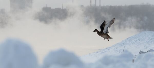 Москвада ғайритабиий совуқ Москвада ғайритабиий совуқ - Sputnik Ўзбекистон