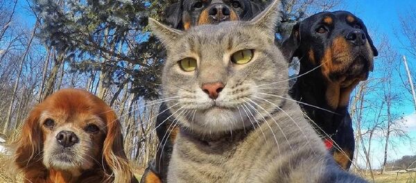 Селфи кота покорило интернет - Sputnik Узбекистан